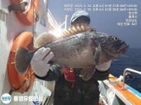 통영유림) 6짜우럭.4짜쏨벵이.3짜왕열기.뽈락조황(예약가능)