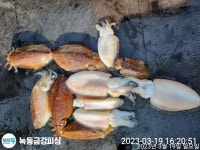 녹동금강호 19일일요일갑오징어조항 20일야간볼락 예약중