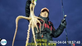 4월4일 야간낙지 조황~~