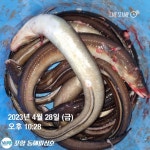 (東)동해조황 - 갑오징어대박/볼락루어캐스팅과 붕장어