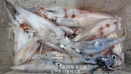 (南)남해조황 - 선비할인 야간갑오징어,낙지 - 주간원도권 한치