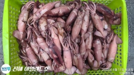 화살촉오징어 스윽 하러갑니다!