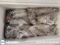 갈치조황++ - 녹동금강호18석갈치.한치쿨러가득13일14일15일16일18일쭉예약중