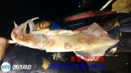 한치. 잡기. 너무. 힘들어요. ㅠㅠ