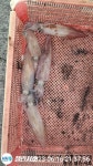 통영챌린져호 실시간 조황. 한치. 잘 나옵니다. 씨알도. 괜찬습니다
