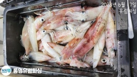 통영유림) 낼 1호는 왕갈치(한치)//2호는 한치이카.오모리출조예약가능