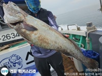 6월20일 격포럭키스타 민어조황