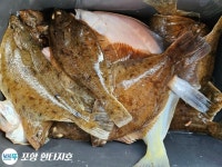 도다리가자미 출조모집합니다