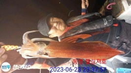 한치. 그냥저냥. 쿨러. 조황. 입니다