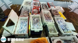통영유림) 힛트~왕갈치한쿨러~한치한쿨러~최대250수~~