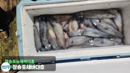 (南)남해조황 - 뉴새바다호 한치 조황입니다