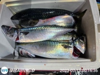 대박^쎄라마 미쳤다^ 포항영일만에 원양급 고등어가 마리수로