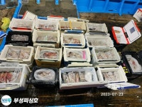 [부성피싱호]먼바다 먹물폭탄 대포한치 꾸준한조황!! 계속고고!!낼(월욜)부터 쭈욱 예약가능