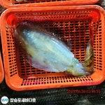 거제 새바다1호 야간 무늬오징어 팁런 조황입니다
