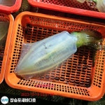 새바다1호 야간 무늬오징어 팁런 키로급도 잡고 왔습니다