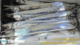 내만칼치 종일 손맛보고 쿨러가득담고 화.수.목.금.토.일.예약가능/감성돔 출조합니다/예약가능