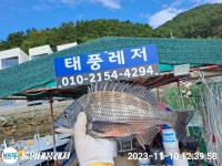 태풍레저 문어 감성돔 조황