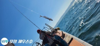 실시간 포항선상낚시 삼치ㅡ팡팡~잘 올라오고~11/22.수.오전.8시 절찬리에 예약중.