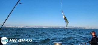 실시간 포항선상낚시 삼치ㅡ팡팡~잘 올라오고~11/22.수.오전.8시 절찬리에 예약중.