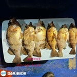 거제 새바다1호 야간 밤볼락 30이상 대박 조기철수 조황입니다