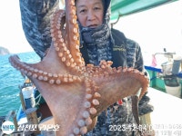점주 선상조황(2023) 279 페이지 > 인낚ㅣ인터넷바다낚시