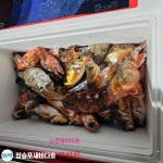 새바다호 야간 밤볼락 열기 조황입니다