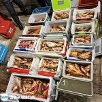 거제 새바다호 야간 왕열기 쿨러조황입니다