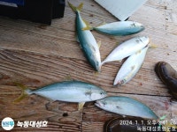 출조안내 - 진도서망항우럭,열기출조,대성호,행운호-모집중 김민성 선장님(가거도,태도,홍도) 1월- ,6, 9, 16 ,18 ,20, 23,31일 완도셔틀버스... 