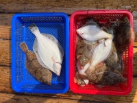 17일 주간 왕도다리/참가지 마리수 조황 입니다.