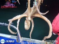 3월27일낙지조황