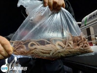 황금물때 낙지사냥 가입시다.자리 널널!!