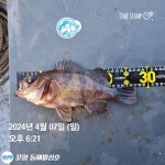 포항 도다리&쭈꾸미 그리고 볼락