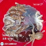 포항 도다리&쭈꾸미 그리고 볼락