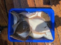 16일(화) 도다리/참가자미 쭈꾸미는 덤 오전 9시 모집중 입니다.