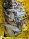 {통영호반호}25일 한치 철수조황임니다 ~