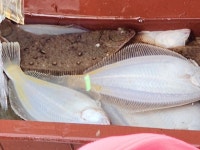 참가자미. 도다리 로또문어에 쭈꾸미!!(어제오후편) 화수목 예약시작!