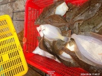 금일 도다리.가자미 계속되는호조황...^^