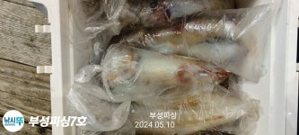 [부성피싱호]먼바다 대포한치 씨알직입니다 손맛퍽퍽 !!오늘(금욜)자리여유!!3시까지
