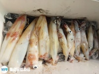 통영유림 2호) 10일 한치이카메탈 최대50수.예약가능