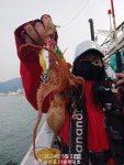 삼천포 돌문어금어기전 마릿수조황! 주간,야간 출조