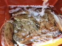 (東)동해조황 - 도다리 참가자미 폭탄대박의마릿수!!(오늘오후반모집시작) 월화수8시출발