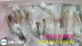 루어낚시조황+ - 한치 쌍걸이 먹물 드실만큼 꾸준한 조황 월요일 가능 10만