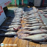 8월 30일격포럭키스타 민어 조황