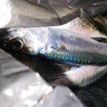 (東)동해조황 - (오늘밤모집)슈퍼전갱이 고등어 폭팔!!실시간9/10일편 뉴대양호