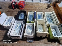 내만 갈치 시알 마리수가 좋아지고 있네요~