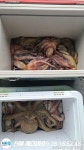 (南)남해조황 - 돌문어 4일차 세자리수이상 (117수,106수,100수,103수)마리수조황 대박!!