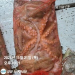 포항돌문어 2.4k 외