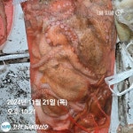 포항돌문어 2.4k 외