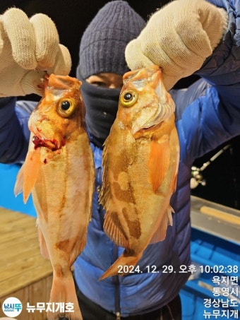 뉴무지개 왕뽈락,열기 씨알급 많이 낚았습니다