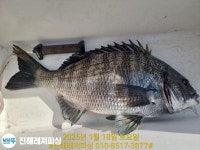 (南)남해조황 - 대물감성돔 ㅡ56짜5짜5짜5짜 연일 5짜행진